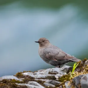 American dipper (Cinclus mexicanus) or water ouzel American dipper (Cinclus mexicanus) or water ouzel