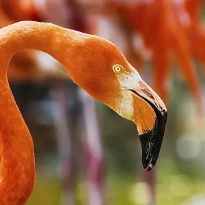 American flamingo, Phoenicopterus ruber American flamingo, Phoenicopterus ruber
