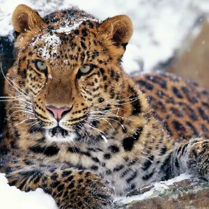 Amur LEOPARD - Endangered species