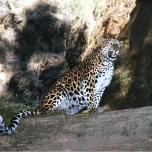 AMUR LEOPARD - snarling AMUR LEOPARD - snarling