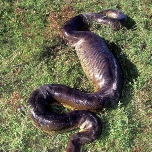 Anaconda - having swallowed a Capybara Anaconda - having swallowed a Capybara