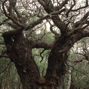 ANCIENT OAK ANCIENT OAK