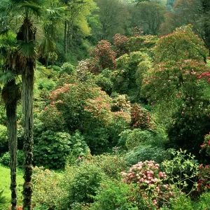 Ancient RHODODENDRONS a mingling of palms & a canopy Ancient RHODODENDRONS a mingling of palms & a canopy