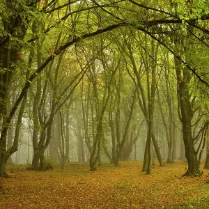 Ancient wood pasture with old oaks and beeches Ancient wood pasture with old oaks and beeches