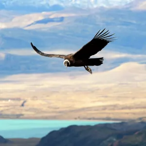 Andean Condor Andean Condor