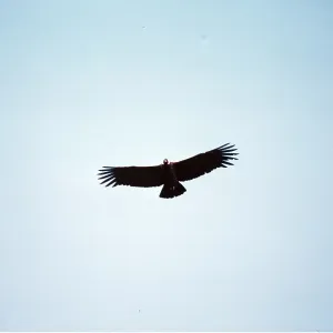 ANDEAN CONDOR - in flight ANDEAN CONDOR - in flight