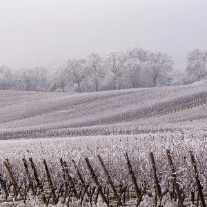 Andlau a frosty vineyard