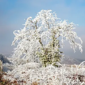 Andlau a frosty vineyard
