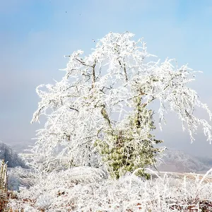 Andlau a frosty vineyard