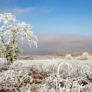 Andlau a frosty vineyard