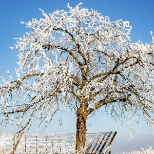 Andlau a frosty vineyard