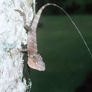 Angle Head Lizard Angle Head Lizard