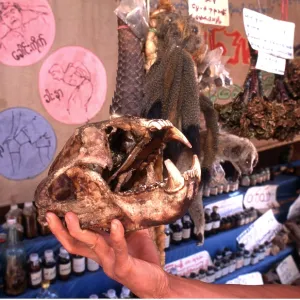 Animal Exploitation - animal parts for sale incl Animal Exploitation - animal parts for sale incl
