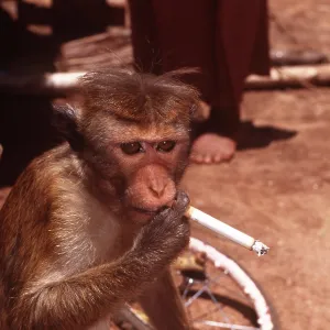 Animal Exploitation - monkey smoking cigarette Animal Exploitation - monkey smoking cigarette