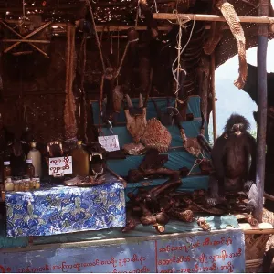 Animal Exploitation - Parts for sale, including cat skulls Animal Exploitation - Parts for sale, including cat skulls