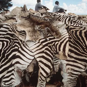 Animal Explotation - animal skins including zebra Animal Explotation - animal skins including zebra