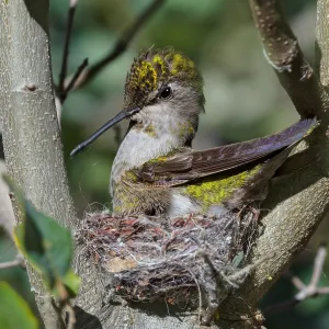 Anna Hummingbird nest (Calypte anna). Arizona Anna Hummingbird nest (Calypte anna). Arizona