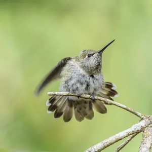 An Anna's Hummingbird (Calypte anna) perched on a branch and stretching its wing An Anna's Hummingbird (Calypte anna) perched on a branch and stretching its wing