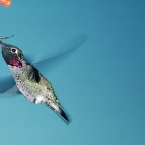 Anna's Hummingbird - Male, feeding Anna's Hummingbird - Male, feeding