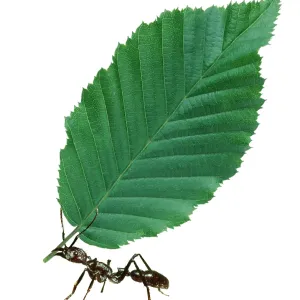 Ant - carrying leaf Ant - carrying leaf