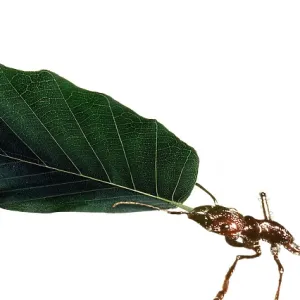 Ant - carrying leaf Ant - carrying leaf
