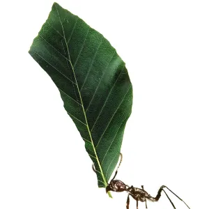 Ant - carrying leaf Ant - carrying leaf