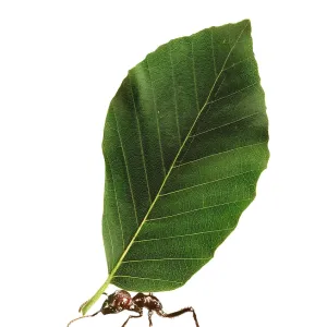 Ant - carrying leaf Ant - carrying leaf
