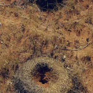 Ant Nest, Central Australia Ant Nest, Central Australia