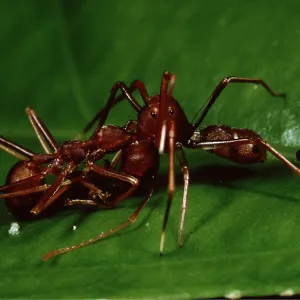 ANT - X 2 FIGHTING ANT - X 2 FIGHTING
