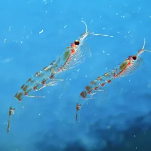 Antarctic Krill Antarctic Krill