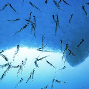 ANTARCTIC KRILL - SHOAL ANTARCTIC KRILL - SHOAL