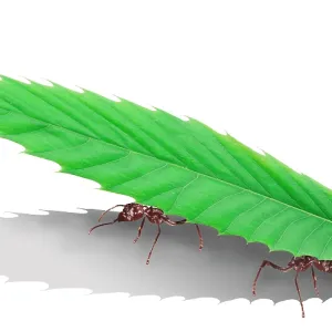 Ants - carrying leaf Ants - carrying leaf