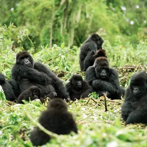 Ape: Mountain Gorilla - Silverback male with group resting