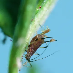 APHID - giving birth APHID - giving birth