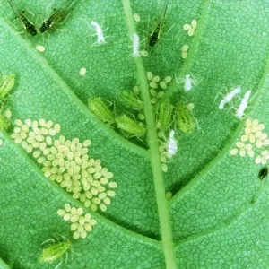 APHIDS - with young on sycamore leaf APHIDS - with young on sycamore leaf