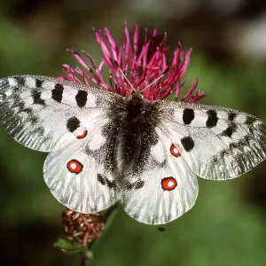 APOLLO BUTTERFLY APOLLO BUTTERFLY