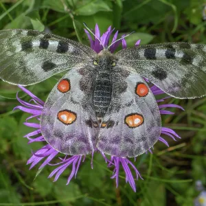 Apollo butterfly, Parnassius apollo, feeding on Apollo butterfly, Parnassius apollo, feeding on