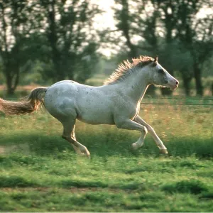 APPALOOSA HORSE - GALLOPING APPALOOSA HORSE - GALLOPING