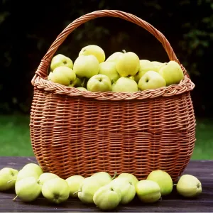 APPLES - in basket APPLES - in basket