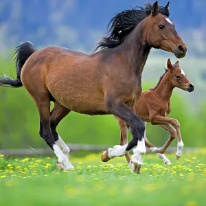 Arabian Bay Mare and Foal galloping on meadow of Arabian Bay Mare and Foal galloping on meadow of