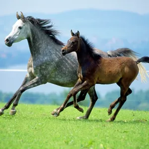 Arabian horse - with foal running Arabian horse - with foal running