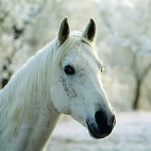 Arabian Horse - in winter scene Arabian Horse - in winter scene