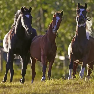 Three Arabian Horses playing, galloping in meadow Three Arabian Horses playing, galloping in meadow