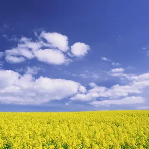 Arable farming - field of yellow oil-seed rape Arable farming - field of yellow oil-seed rape