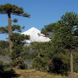 Araucaria / Monkey Puzzle / Chile Pine Tree & Lanin Volcano Araucaria / Monkey Puzzle / Chile Pine Tree & Lanin Volcano