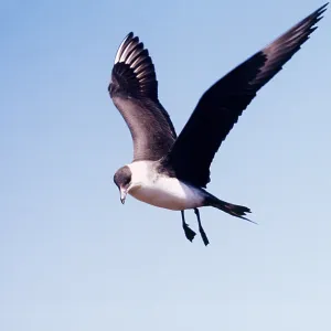 ARCTIC SKUA / Parasitic Jaeger - IN FLIGHT ARCTIC SKUA / Parasitic Jaeger - IN FLIGHT