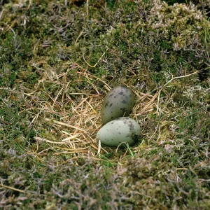 Arctic SKUA / Parasitic Jaeger - nest with eggs Arctic SKUA / Parasitic Jaeger - nest with eggs