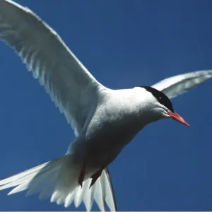 ARCTIC TERN - in flight ARCTIC TERN - in flight