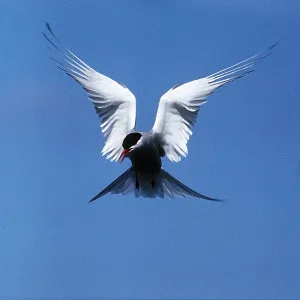 ARCTIC TERN - in flight ARCTIC TERN - in flight