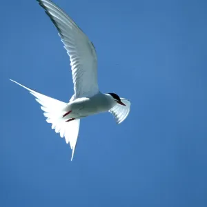 ARCTIC TERN - in flight ARCTIC TERN - in flight